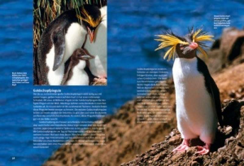 Preview: Entdecke die Pinguine